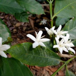Peru FT-FLO/USA Organic Norandino