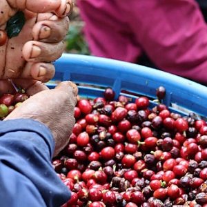 Ethiopia Natural Gedeb