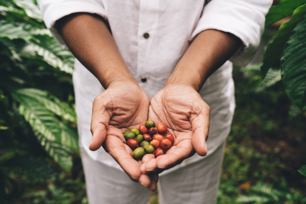 mountain-phoenix-hands-holding-freshly-picked-coffee-beans-in-plant-licensed