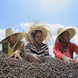 3 woman outdors handling the coffee bean cherries Supernatural Ethiopia Yirgacheffe