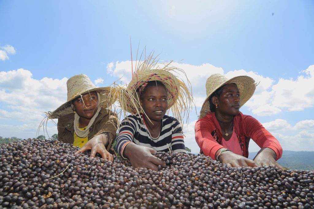 3 woman outdors handling the coffee bean cherries Supernatural Ethiopia Yirgacheffe