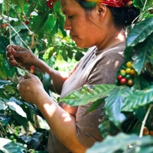 El Salvador Honey Process - woman selecting coffee beans right from the plant
