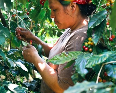 El Salvador Honey Process - woman selecting coffee beans right from the plant